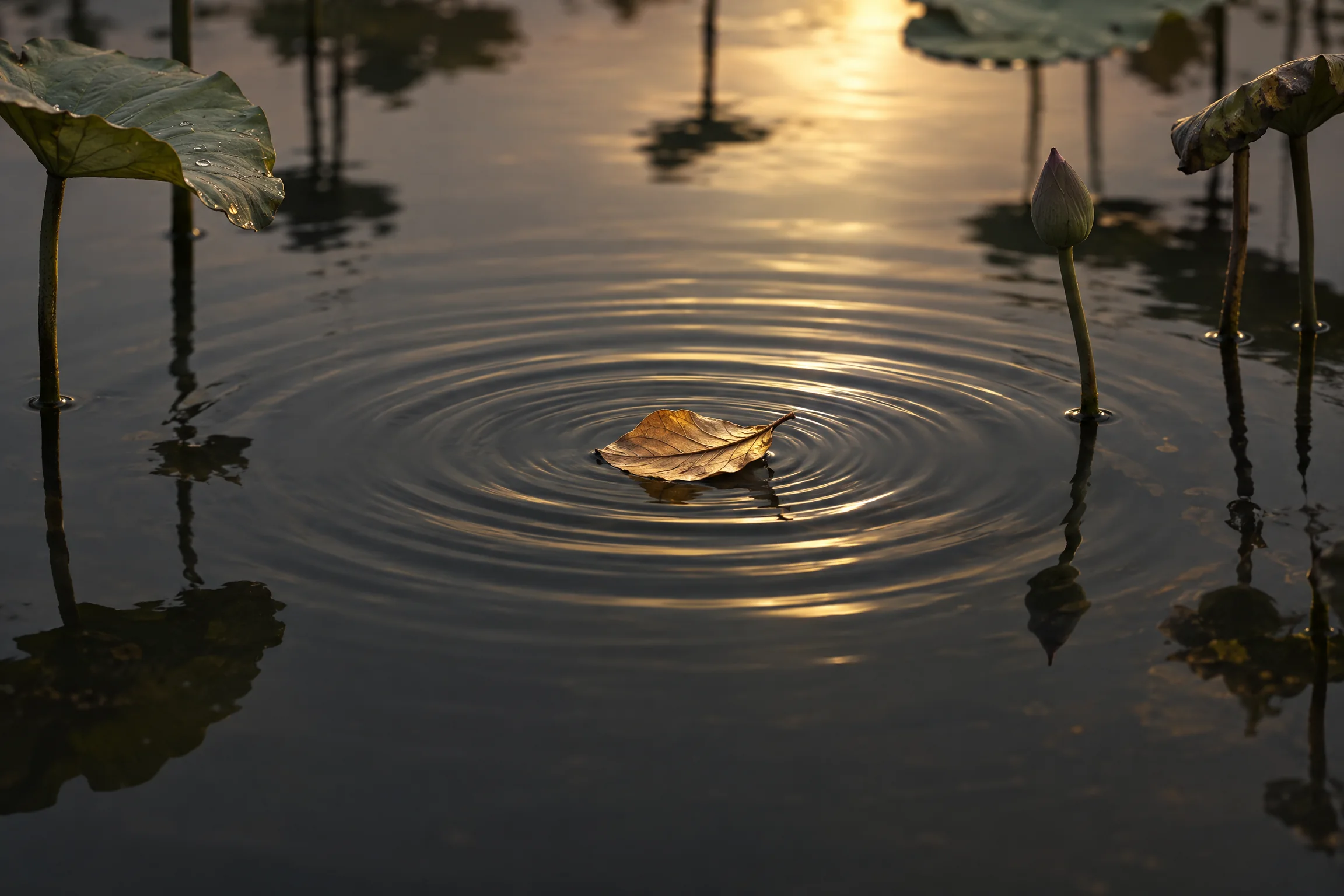Ripples around a leaf on quiet water
